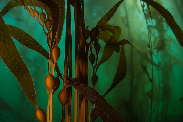 Giant kelp forest