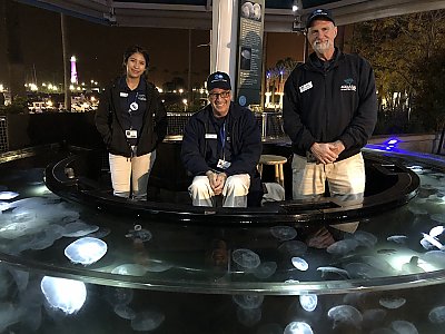 Three volunteers man the moon jelly touch lab at night. - thumbnail