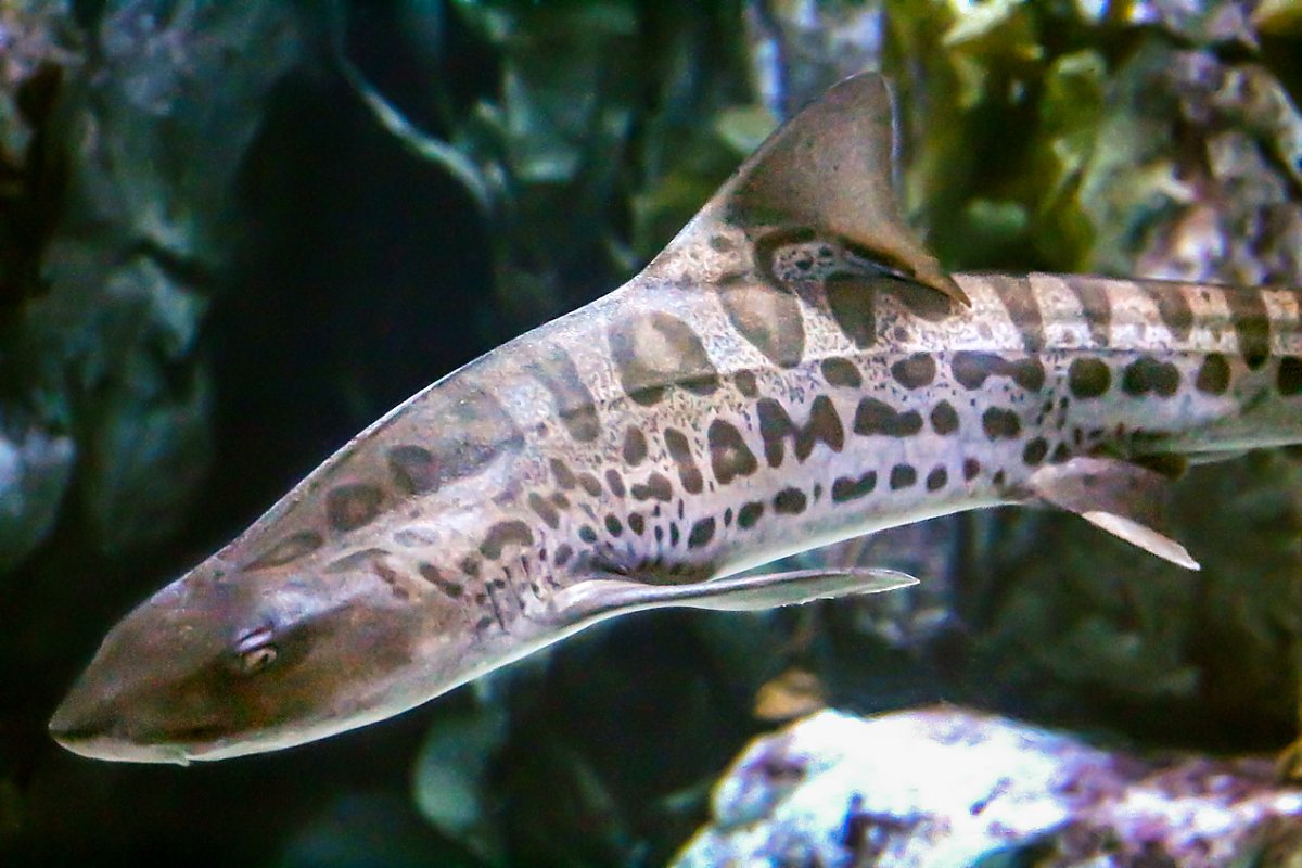 Leopard shark swims by
