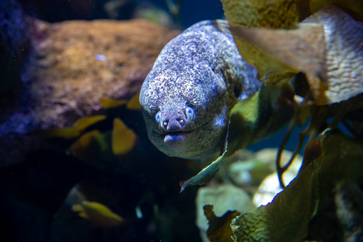 Moray eel