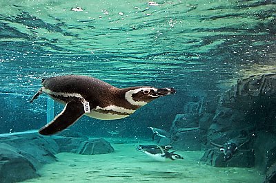 Penguins in water - thumbnail