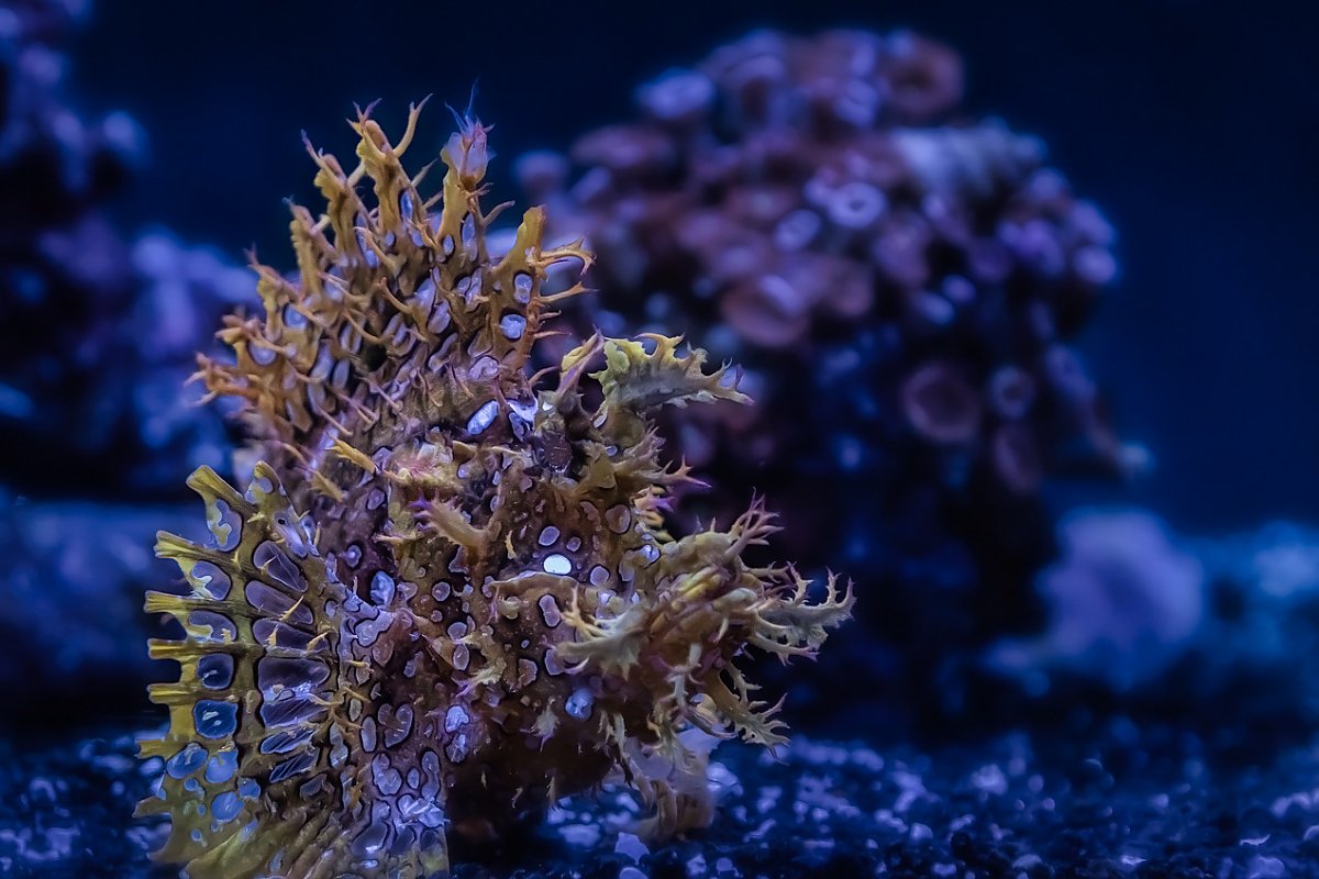 Scorpionfish on dark blue background