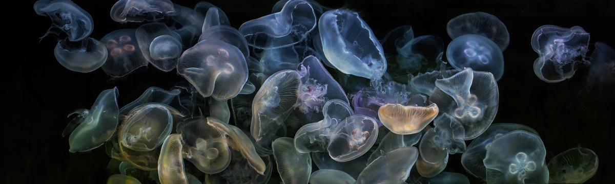 smack of moon jellies