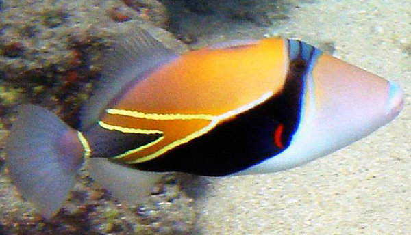 Wedge-tail Triggerfish