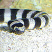 Banded Sea Krait Closeup