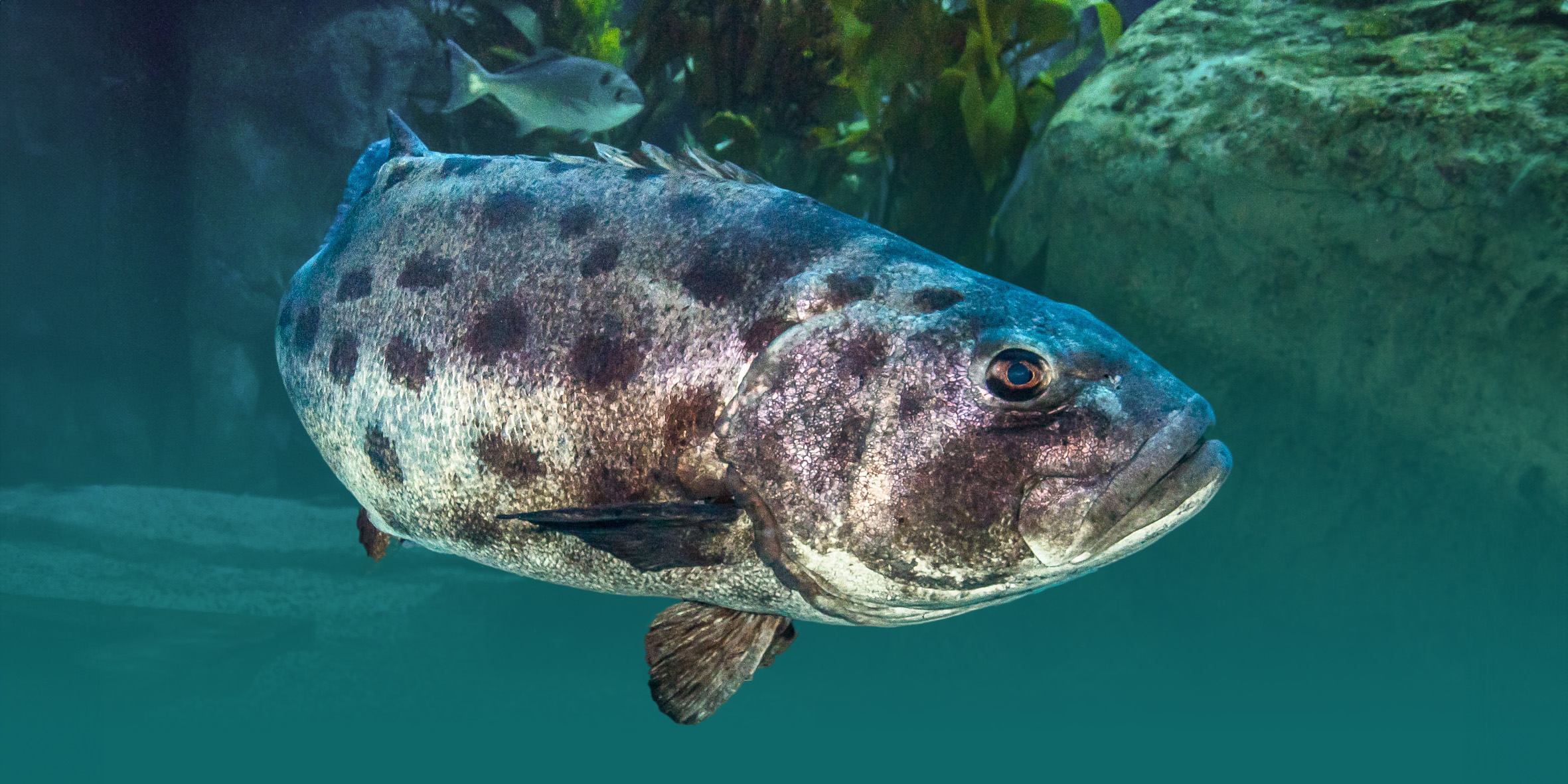 Giant sea bass swimming near a rock