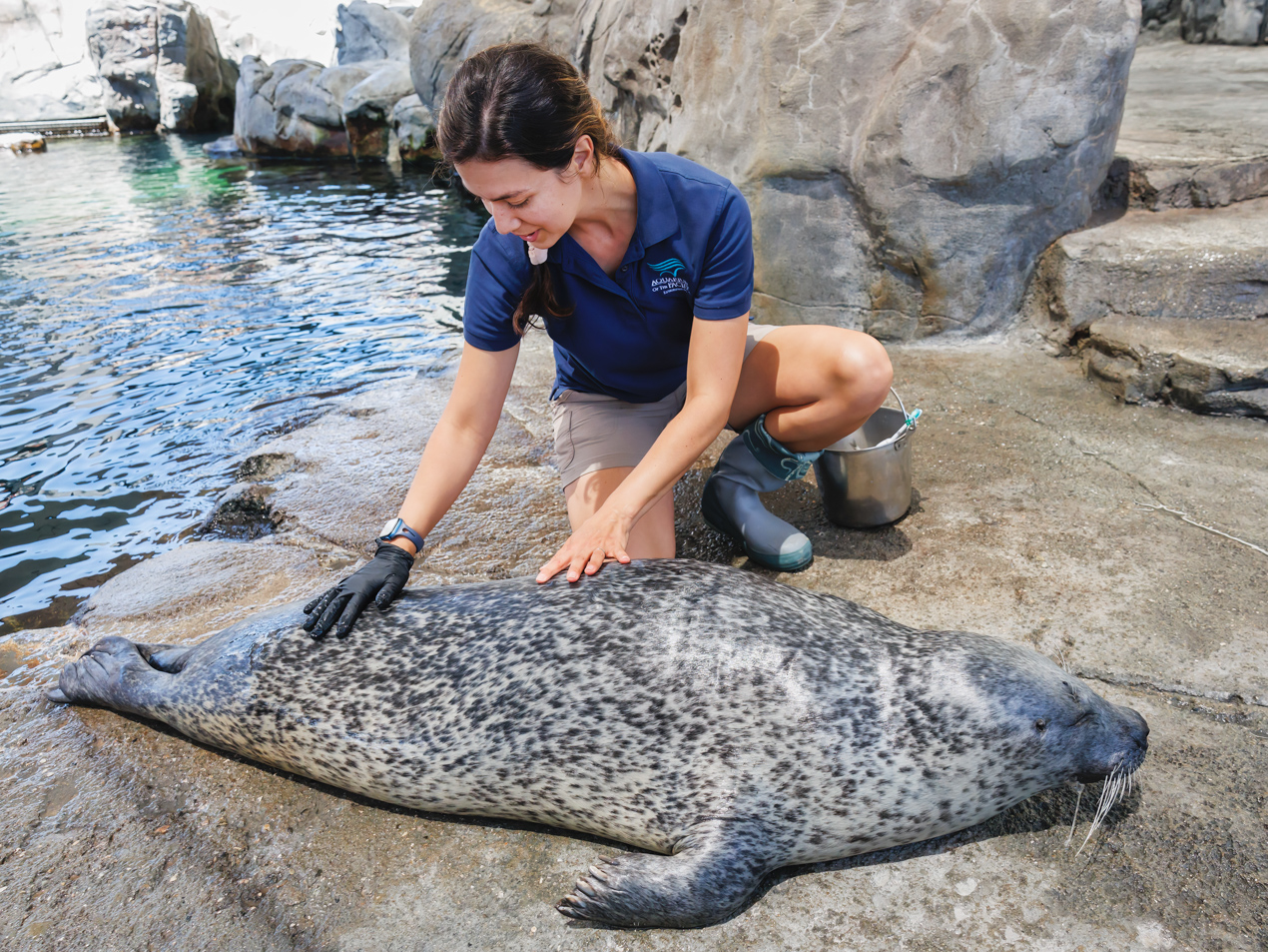 Aquarium staff inspecting harbor seal