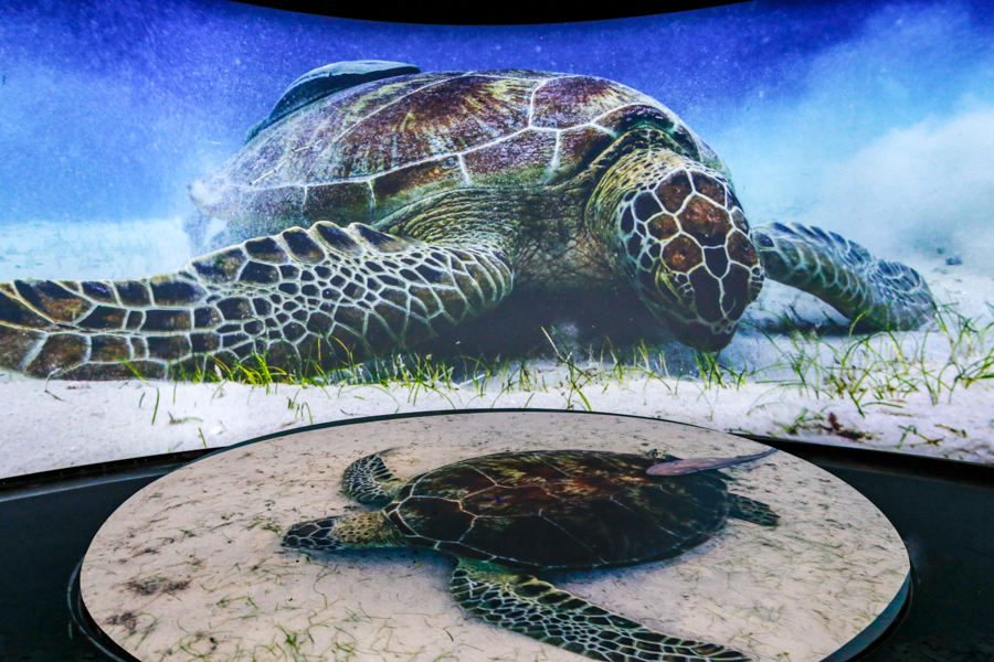 Sea Turtle on Sea Floor Eating Theater Still