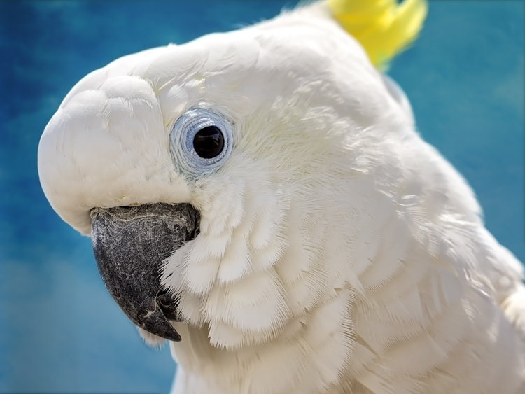 Cockatoo face on blue background looking at the camera