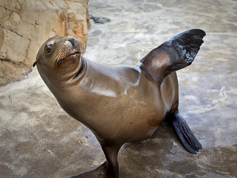 California sea lion Harpo