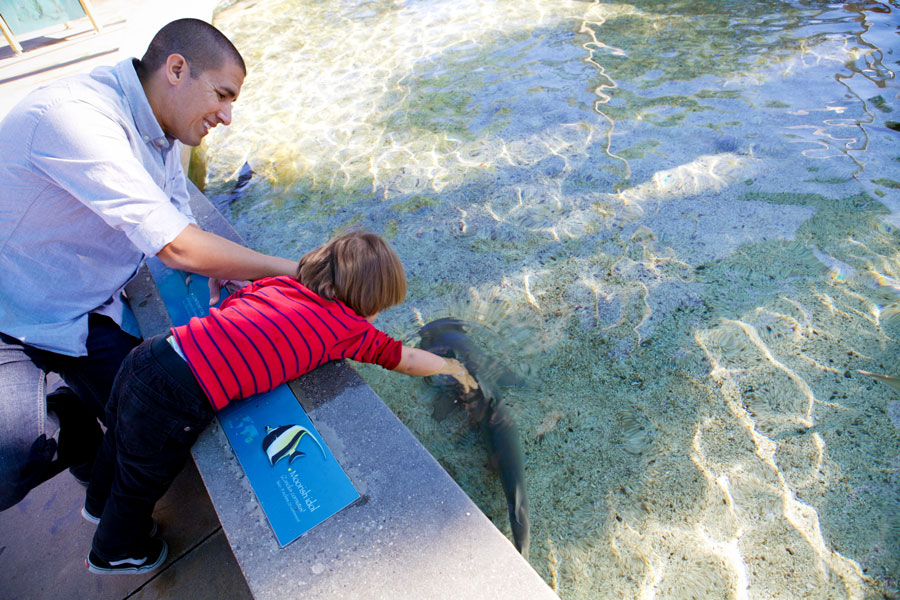 Small boy touches a shark in the water while father smiles.